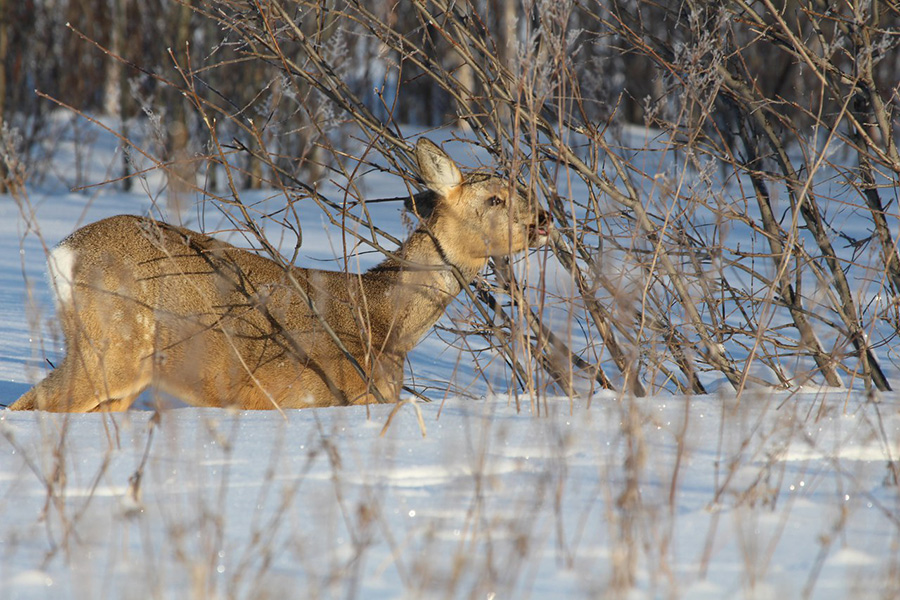 Косуля
