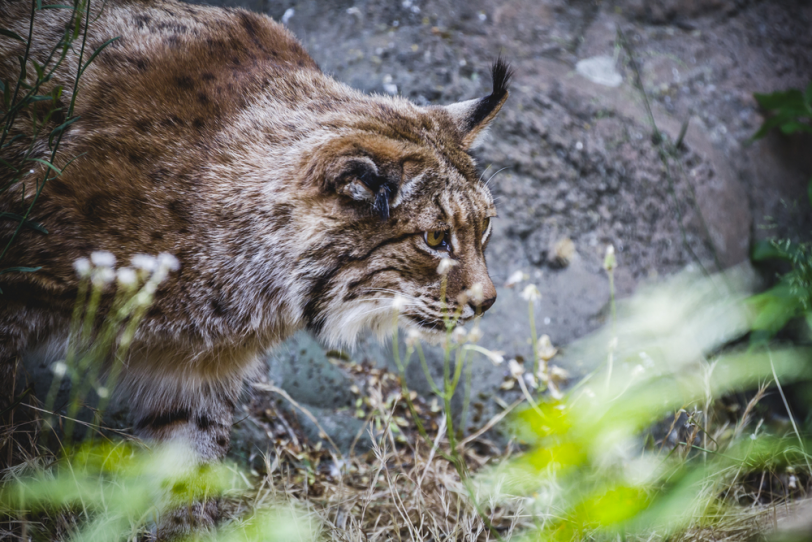 Рысь Lynx lynx
