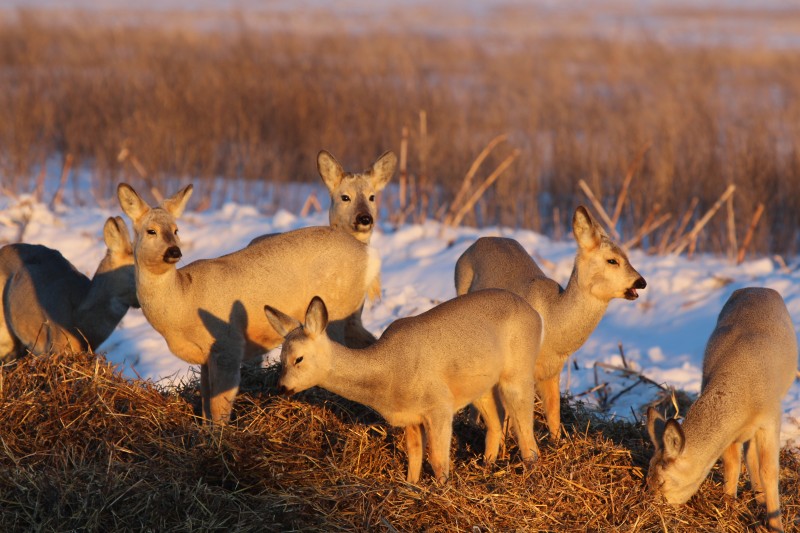 Сибирская косуля
