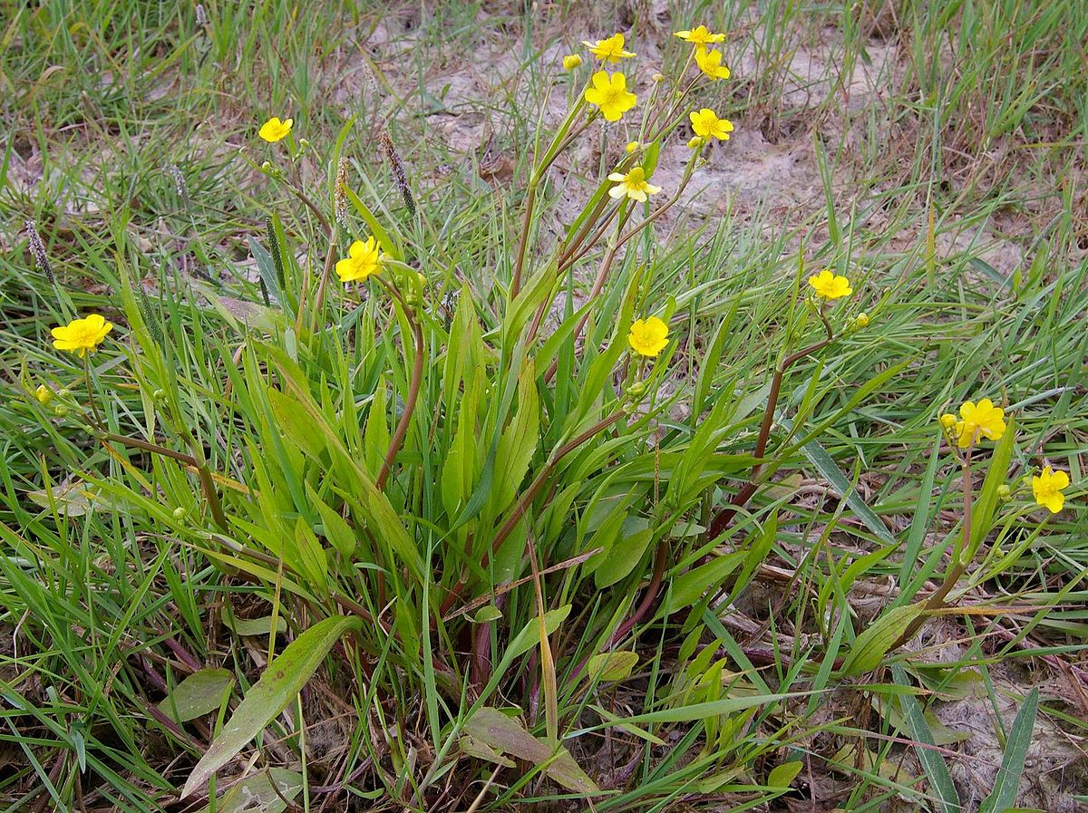 Ranunculus reptans L. - Лютик распростертый
