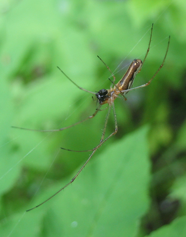 Tetragnatha montana
