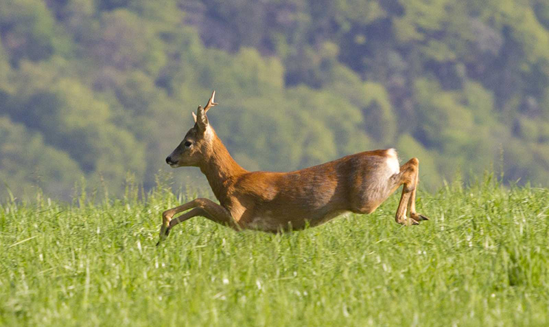 Косуля сибирская
