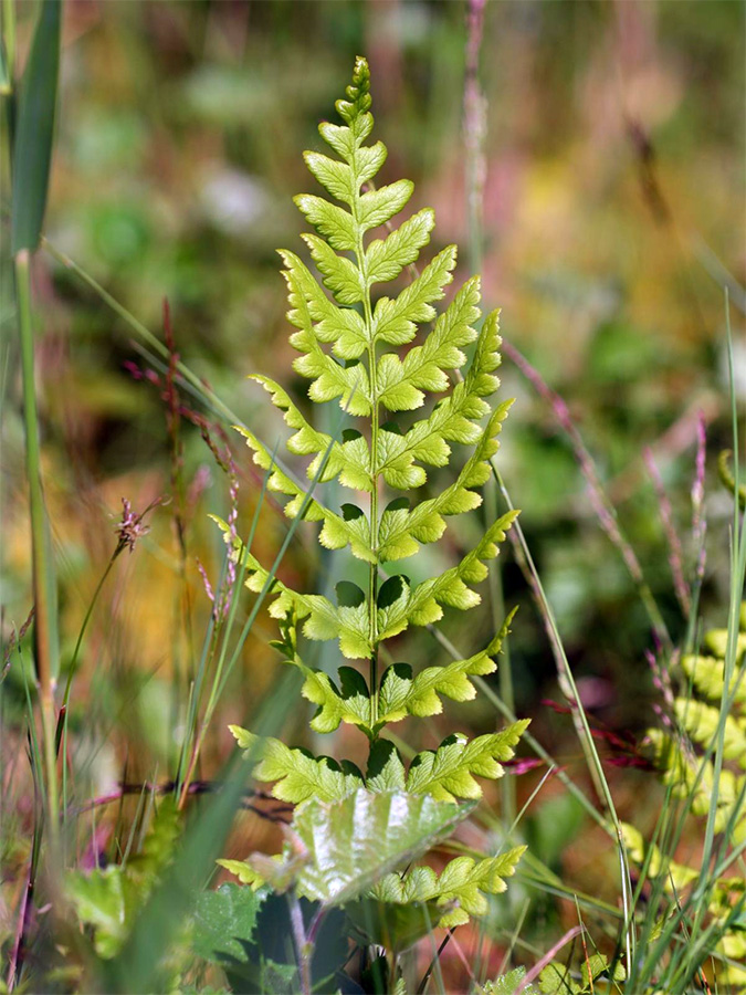 Dryopteris cristata - Щитовник гребенчатый
