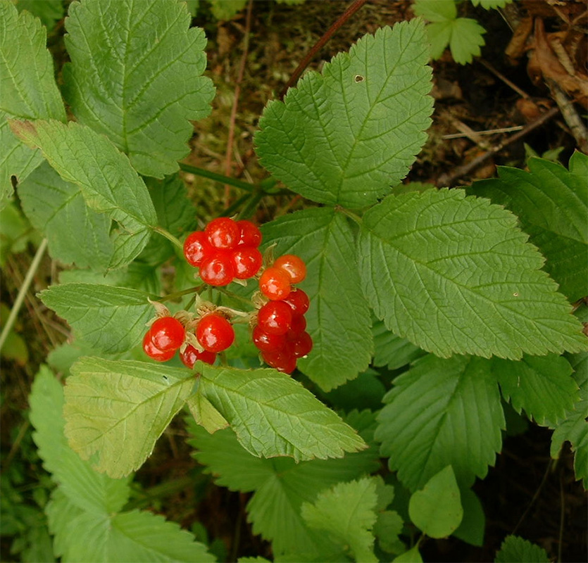Rubus saxatilis - Костяника каменистая
