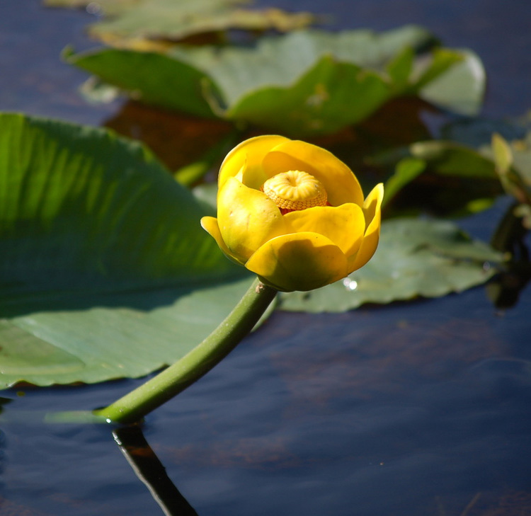 Nuphar luteum - Кубышка желтая
