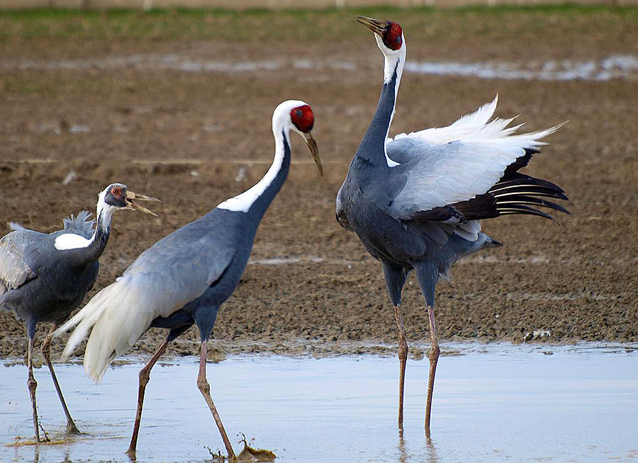 Даурский журавль Grus vipio
