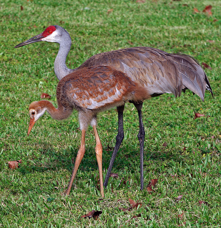 Канадский журавль Grus canadensis
