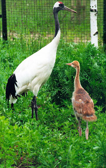 Японский (уссурийский, маньчжурский) журавль Grus japonensis
