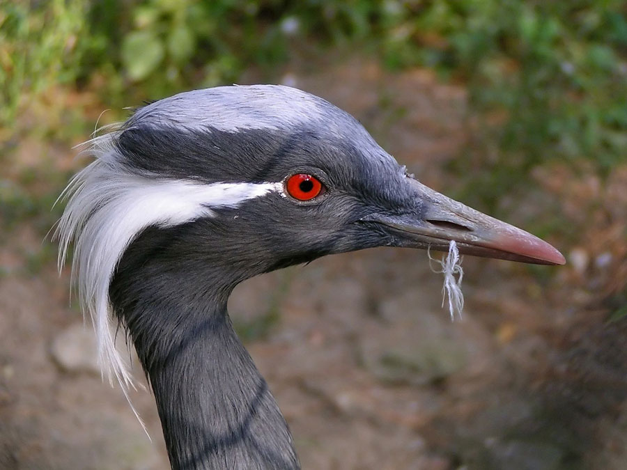 Японский (уссурийский, маньчжурский) журавль Grus japonensis
