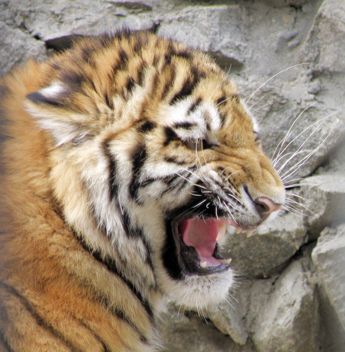 Амурский тигр в Новосибирском зоопарке
