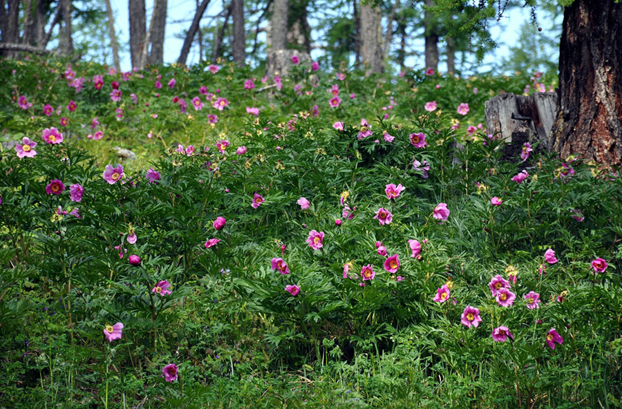 Пион марьин корень - Paeonia anomala L.
