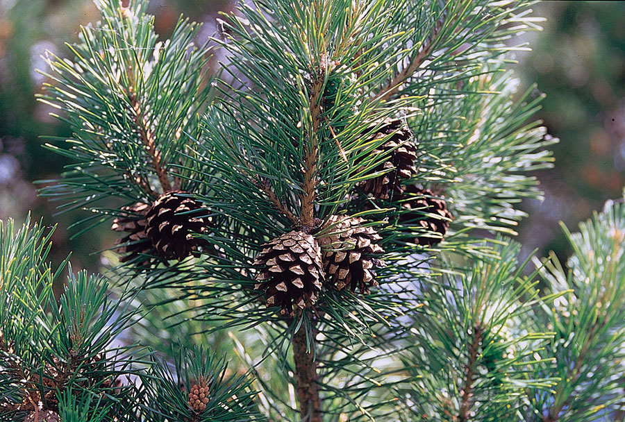 Сосна Pinus_sylvestris_branch
