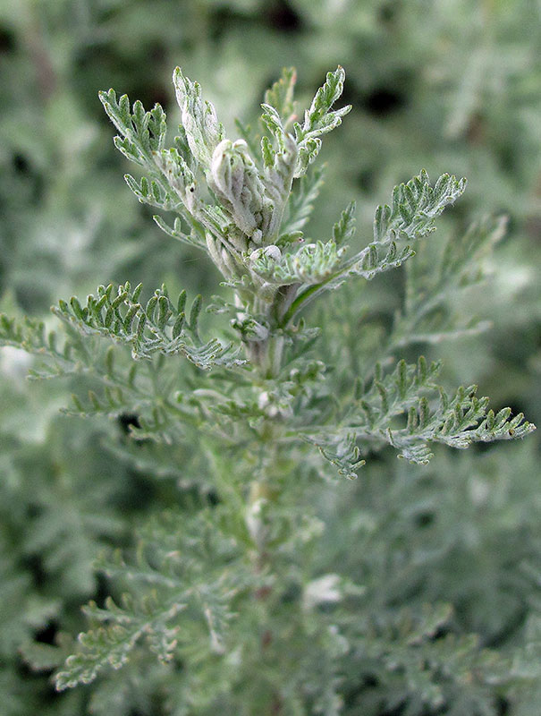 Полынь понтийская - Artemisia pontica L.
