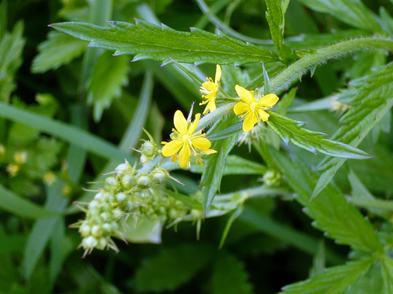  Репейничек волосистый - Agrimonia pilosa Ledeb.
