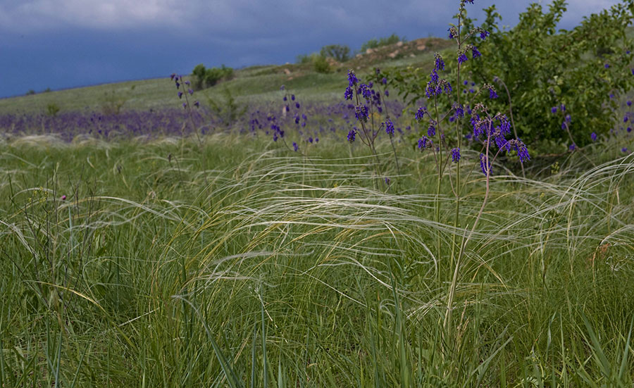 Ковыль перистый - Stipa pennata L.
