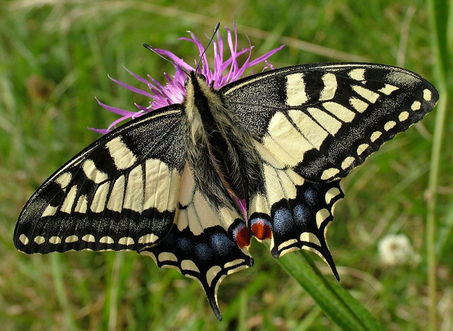 Махаон Papilio machaon L.
