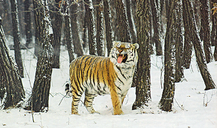 Амурскому тигру не страшны сибирские морозы. Фото В. Юдина
