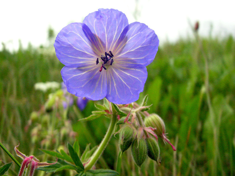 Герань луговая Geranium platense patrin L.
