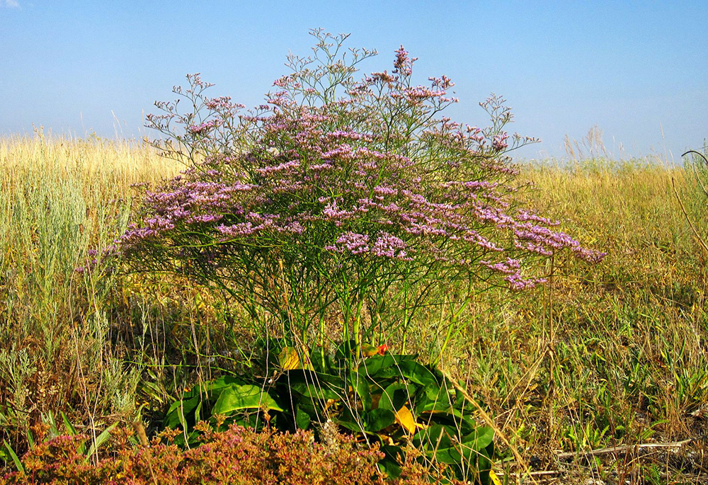 Кермек Гмелина Limonium gmelini W.
