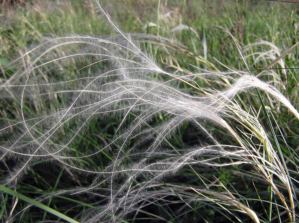 Ковыль перистый Stipa pennata L.
