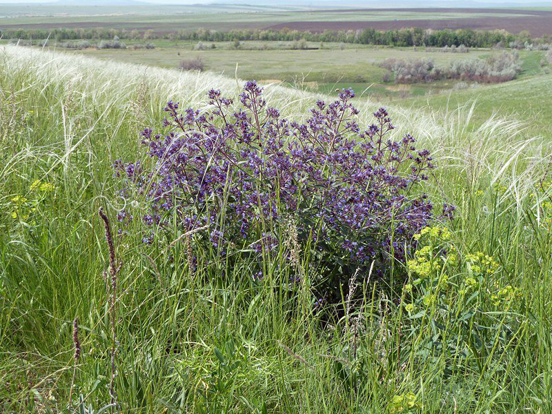 Котовник украинский Nepeta ucrainica L.
