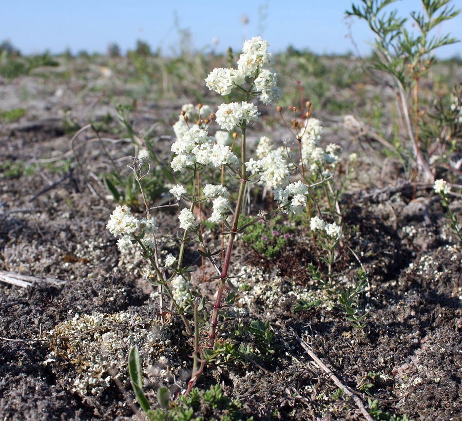 Подмаренник бореальный Galium boreale L. 
