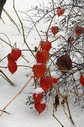 Имя файла=11221837_1519879224996919_5617874497130525968_n.jpg
Размер файла=123КБ
Размеры=594x900
Дата=Дек 17, 2015 11221837_1519879224996919_5617874497130525968_n.jpg