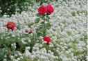 Имя файла=12068990_1505760059742169_2344013364300846315_o.jpg
Размер файла=184КБ
Размеры=1000x691
Дата=Дек 17, 2015 12068990_1505760059742169_2344013364300846315_o.jpg