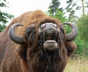 Имя файла=bison001.jpg
Размер файла=207КБ
Размеры=900x740
Дата=Июль 24, 2014 bison001.jpg