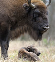Имя файла=bison002.jpg
Размер файла=153КБ
Размеры=704x800
Дата=Июль 24, 2014 bison002.jpg
