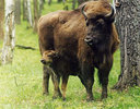 Имя файла=bison003.jpg
Размер файла=95КБ
Размеры=572x447
Дата=Июль 24, 2014 bison003.jpg