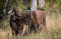 bison004.jpg