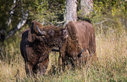 Имя файла=bison004.jpg
Размер файла=227КБ
Размеры=900x583
Дата=Июль 24, 2014 bison004.jpg