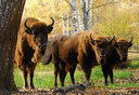 Имя файла=bison005.jpg
Размер файла=127КБ
Размеры=700x483
Дата=Июль 24, 2014 bison005.jpg