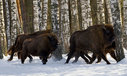 Имя файла=bison006.jpg
Размер файла=174КБ
Размеры=900x537
Дата=Июль 24, 2014 bison006.jpg
