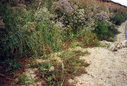 g0005.jpg