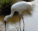 stork001.jpg