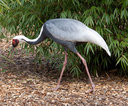 stork005.jpg