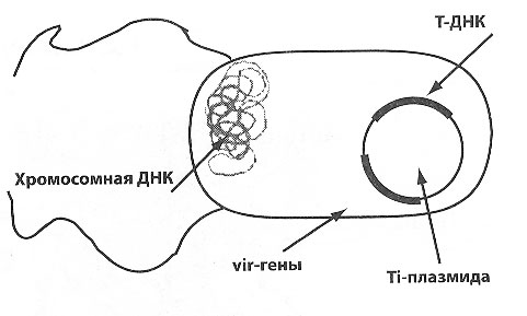 trans-09.jpg