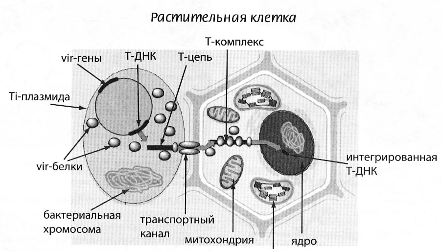 trans-10.jpg