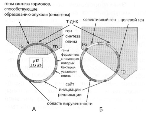 trans-11.jpg