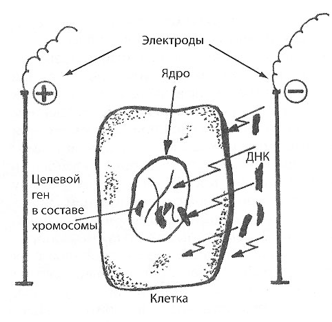 trans-12.jpg