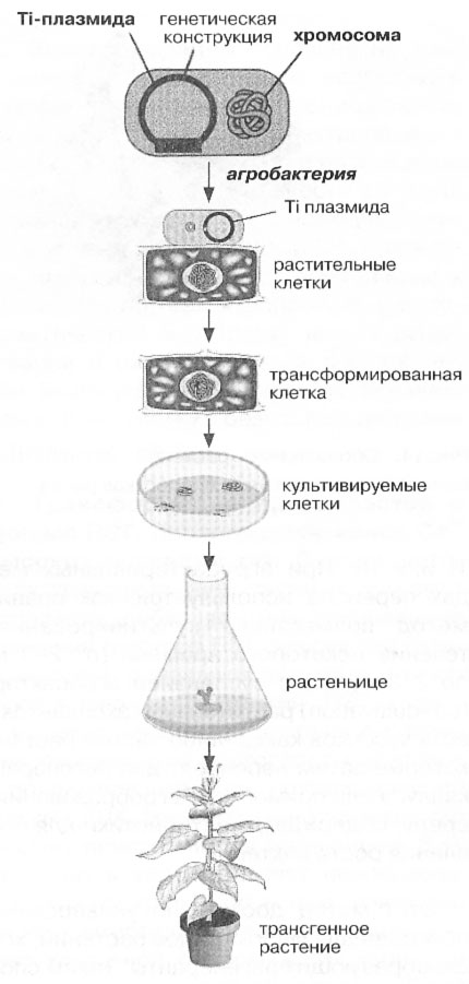 trans-15.jpg