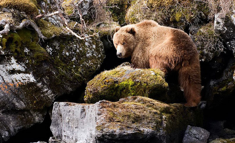 Бурый медведь. Фото С. Горшкова
