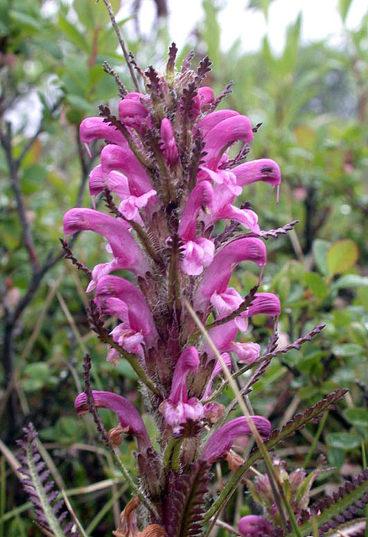 Мятлик врангелевский Pedicularis langsdorffii
