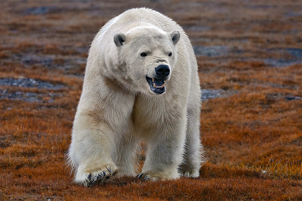 Белый медведь Ursus maritimus.  Фото С. Горшкова
