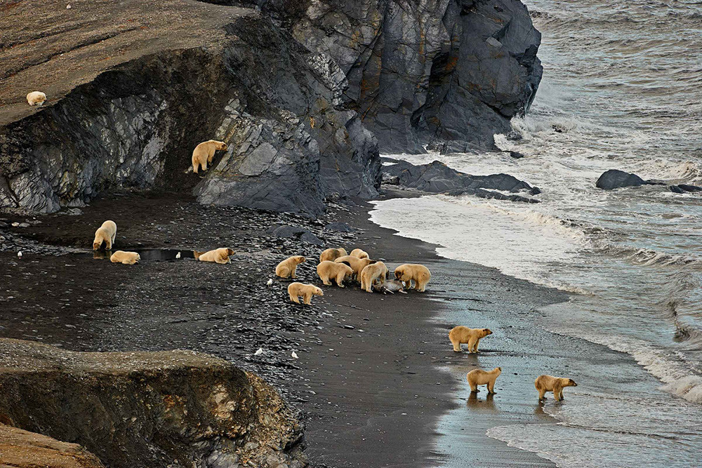 Белый медведь Ursus maritimus.  Фото С. Горшкова
