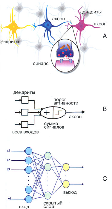 Строение коры головного мозга человека А, схема формального нейрона МакКаллока-Питтса В и простейшая нейронная сеть С
