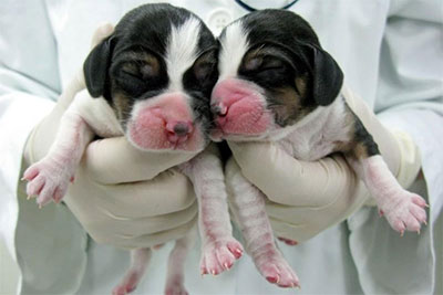 Реферат: Репродуктивное клонирование организмов млекопитающих