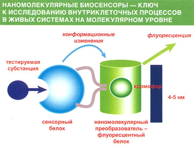 Реферат: Обзор биологических наномоторов